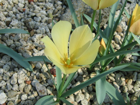 Tulipa batalinii cv. Bright Gem