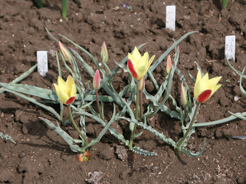 Tulipa clusiana var. chrysantha cv. Tinka