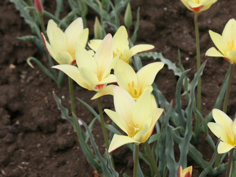 Tulipa clusiana var. chrysantha cv. Tinka