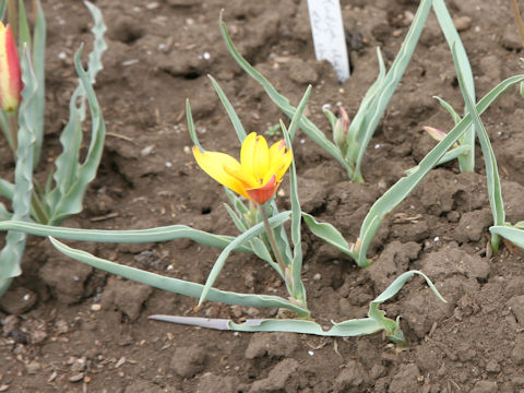 Tulipa clusiana var. chrysantha