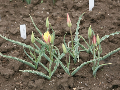 Tulipa clusiana