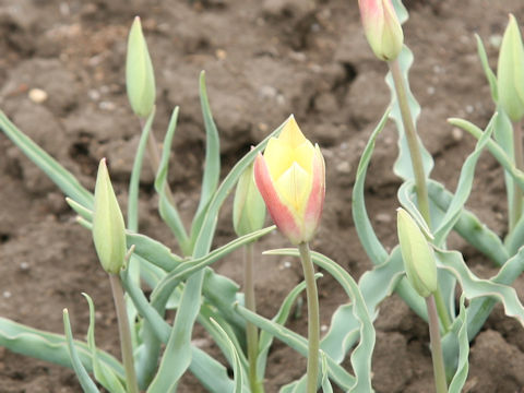 Tulipa clusiana