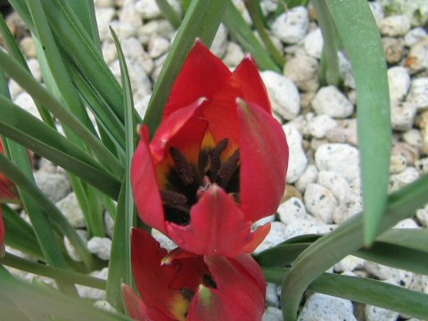 Tulipa hageri