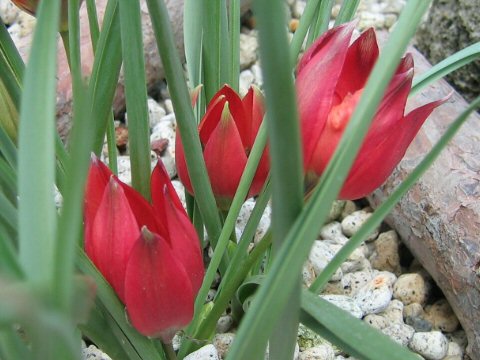 Tulipa hageri