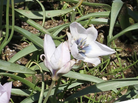 Tulipa humilis cv. Rosea Caerulea Oculata