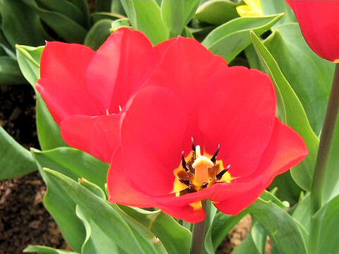 Tulipa gesneriana