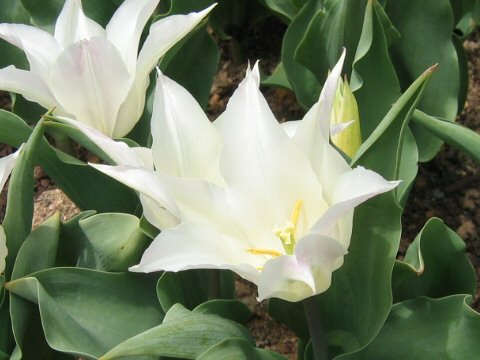 Tulipa gesneriana