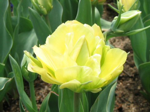 Tulipa gesneriana