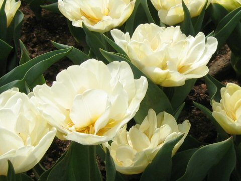 Tulipa gesneriana