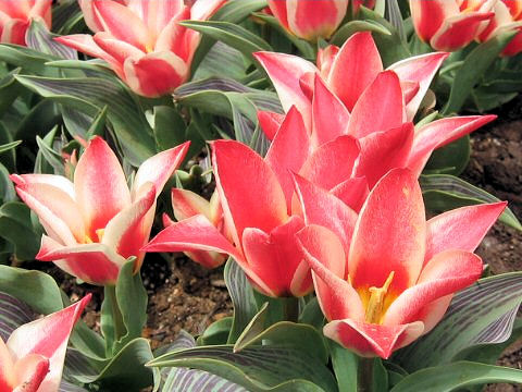 Tulipa gesneriana