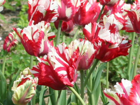 Tulipa gesneriana