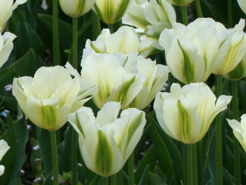 Tulipa gesneriana