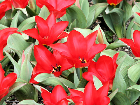 Tulipa cv. Red Emperor