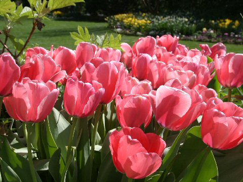 Tulipa gesneriana