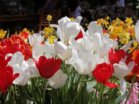 Tulipa gesneriana