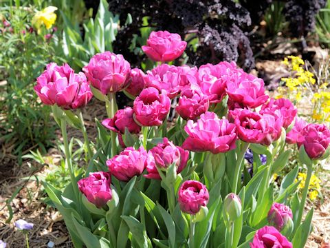 Tulipa gesneriana