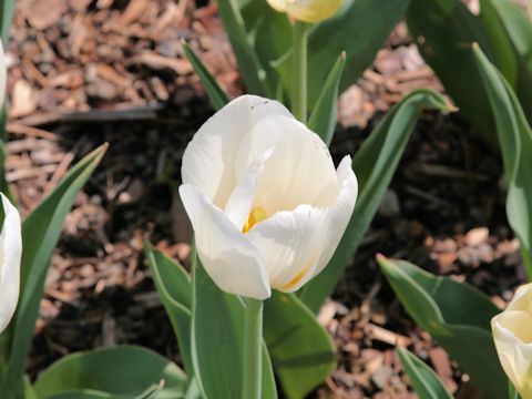 Tulipa gesneriana