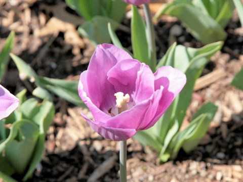 Tulipa gesneriana