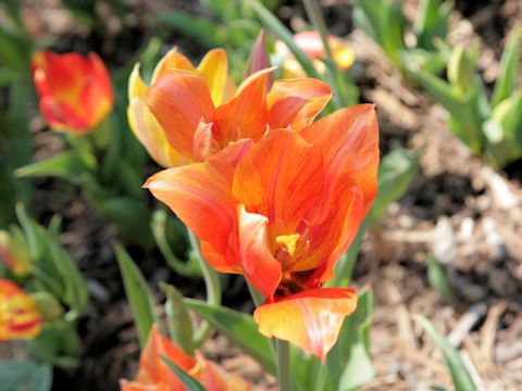 Tulipa gesneriana