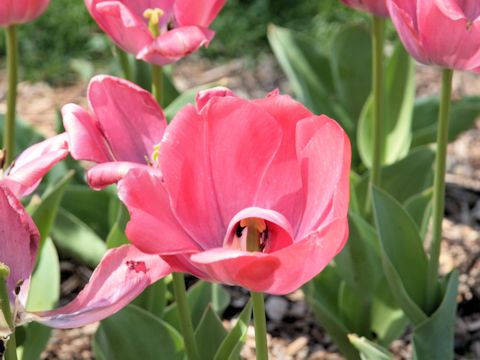 Tulipa gesneriana