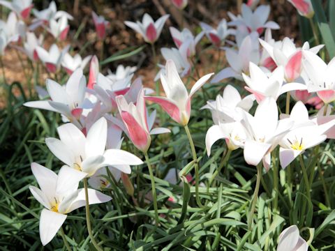 Tulipa gesneriana