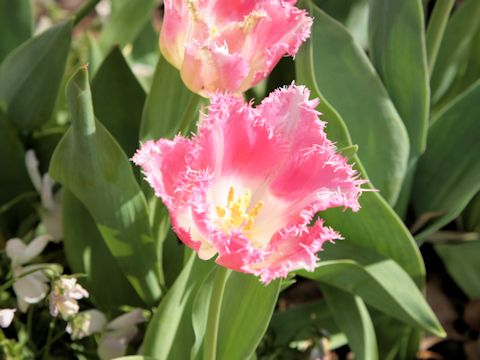 Tulipa gesneriana