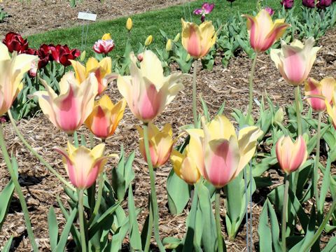 Tulipa gesneriana