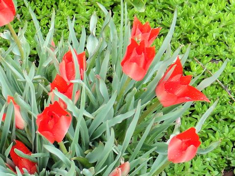 Tulipa gesneriana