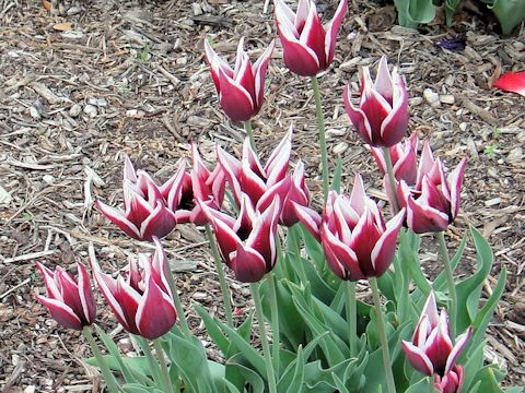 Tulipa gesneriana