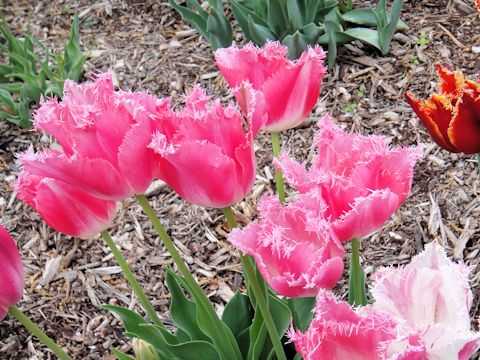 Tulipa gesneriana