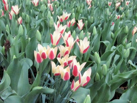 Tulipa gesneriana