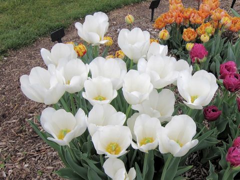 Tulipa gesneriana