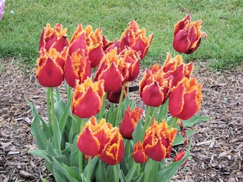 Tulipa gesneriana