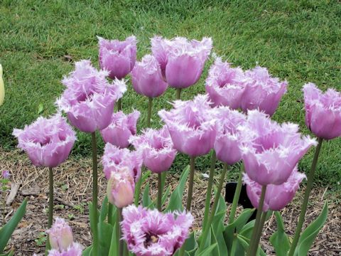 Tulipa gesneriana