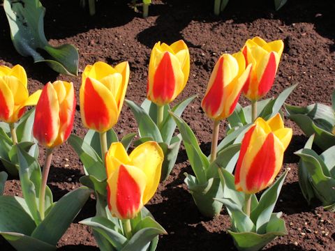 Tulipa cv. Stresa