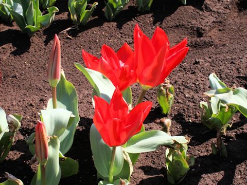 Tulipa cv. Madame Lefeber