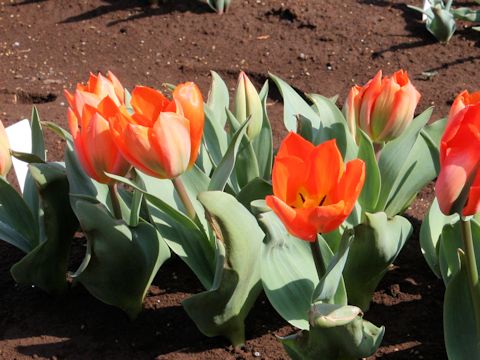 Tulipa cv. Orange Emperor