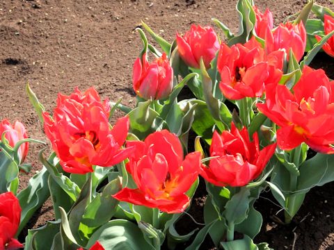 Tulipa cv. Viking