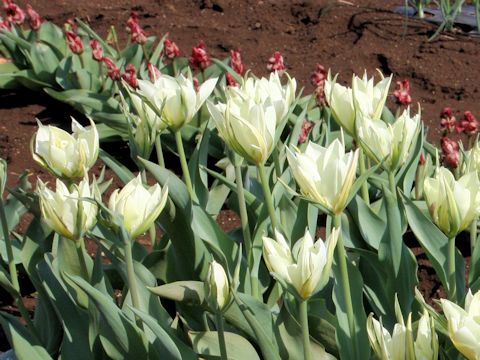 Tulipa cv. White Valley