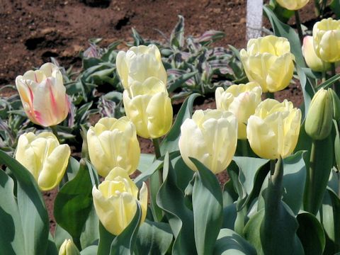 Tulipa cv. Gander's Overture