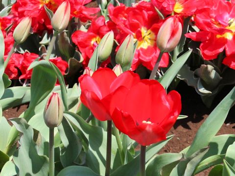 Tulipa cv. Hans Dijkstal