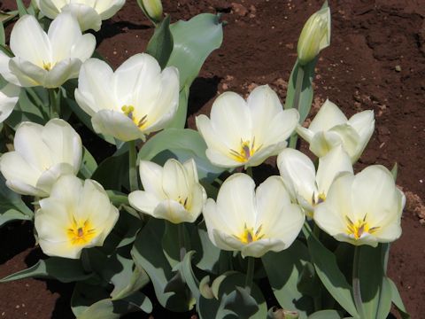 Tulipa cv. Purissima