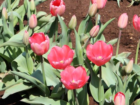 Tulipa cv. Pink Impression