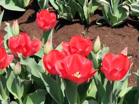 Tulipa cv. Van Eijk