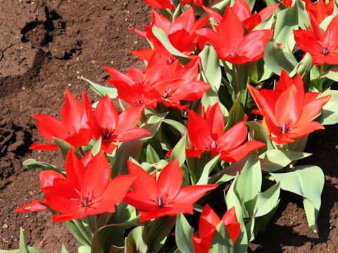 Tulipa cv. Praestans Moondance