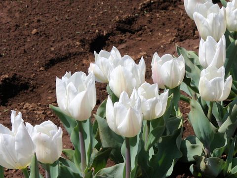 Tulipa cv. White Marvel