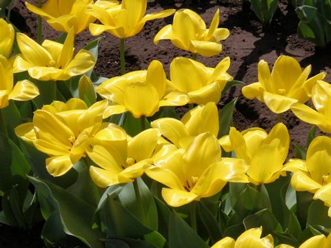 Tulipa cv. Candela