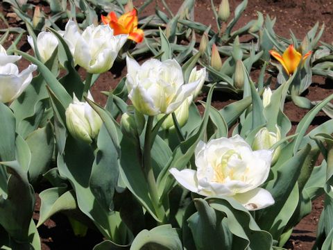 Tulipa cv. Mondial