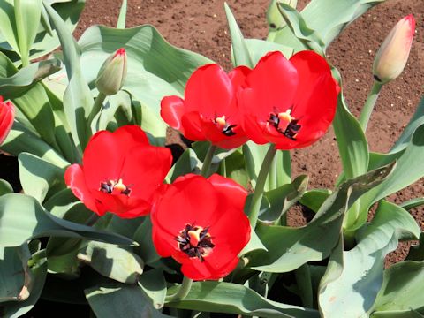 Tulipa cv. Red Impression