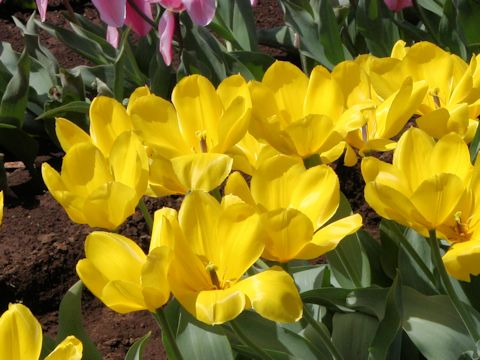 Tulipa cv. Golden Purissima